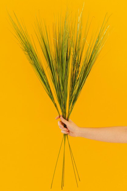 Hand met planten vooraanzicht