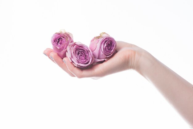 Hand met rozen