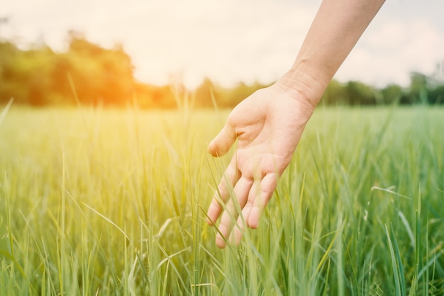 Hand wat betreft vers gras bij zonsondergang