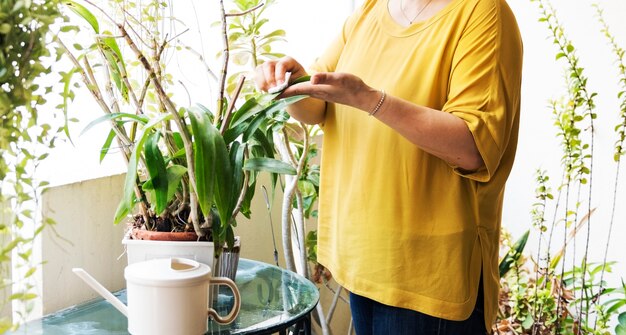 Handen die kamerplantenbladeren afvegen