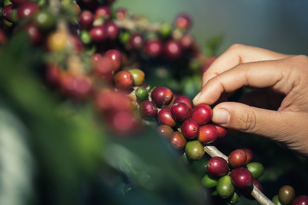 Handen die koffiebonen uit de koffieboom plukken