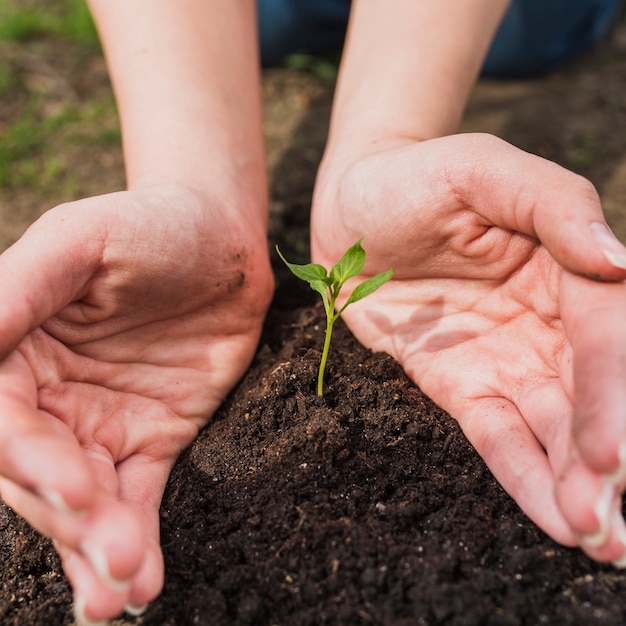 Handen met kleine plant