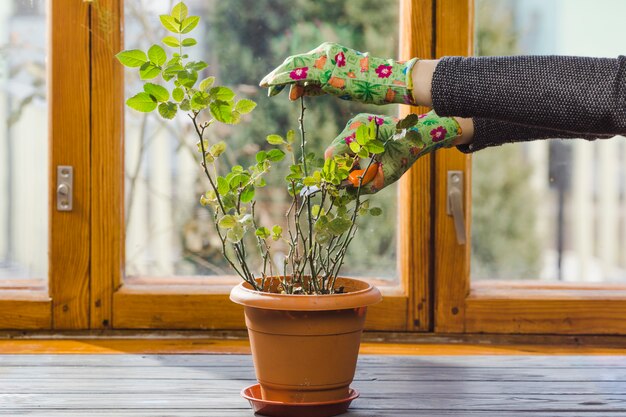 Handen planten