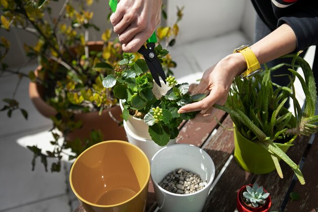 Handsnijplant onder hoge hoek met een schaar