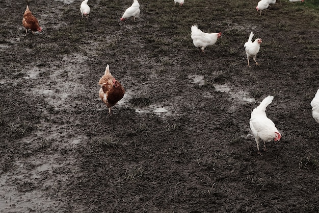 Hanen en kippen in een boerderij op een modder