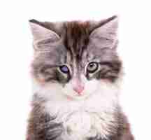 Gratis foto harig grijs huiskatje met één beschadigd oog en lang haar en snorharen kijkend naar de voorkant