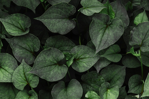Hartvormige groene bladpatroon achtergrond