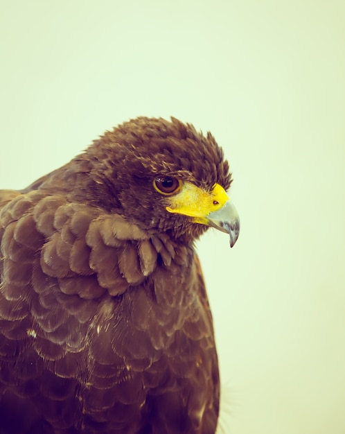 Hawk close up