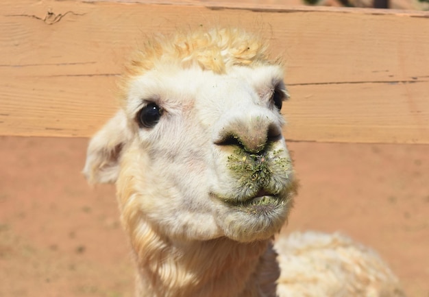 Heel schattig gezicht van een pluizige witte alpaca