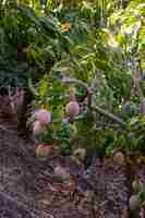 Gratis foto heerlijk rauw mangofruit in een boom