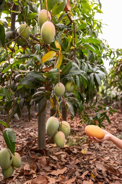 Heerlijk rauw mangofruit in een boom