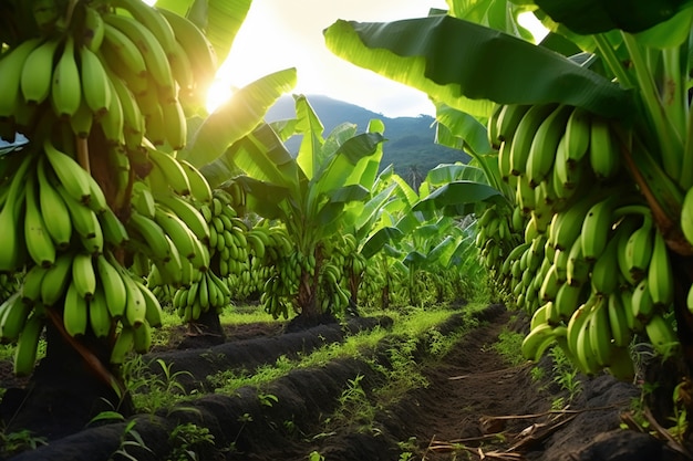 Heerlijke bananen in de natuur