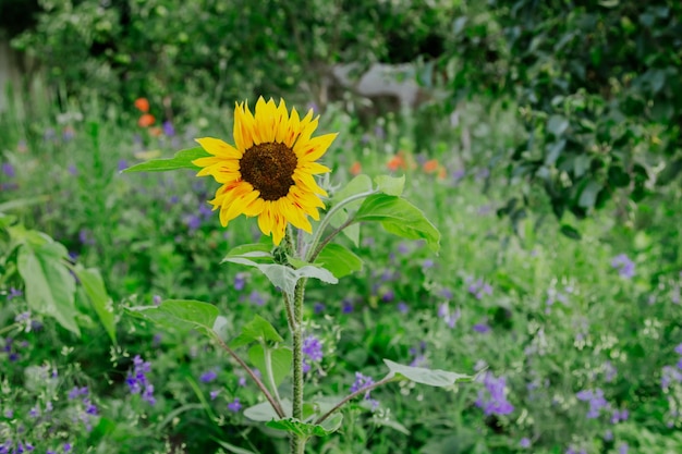 Helder bloeiende zonnebloem op een onscherpe achtergrond in de tuin
