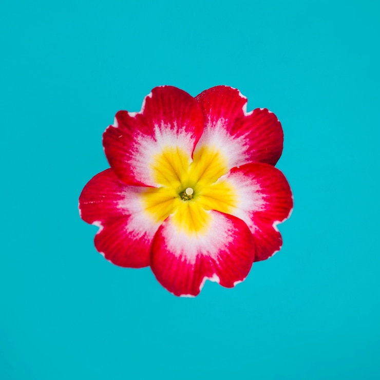 Gratis Foto heldere bloem op turkooise achtergrond