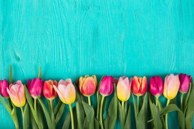 Heldere kleurrijke tulpen in rij