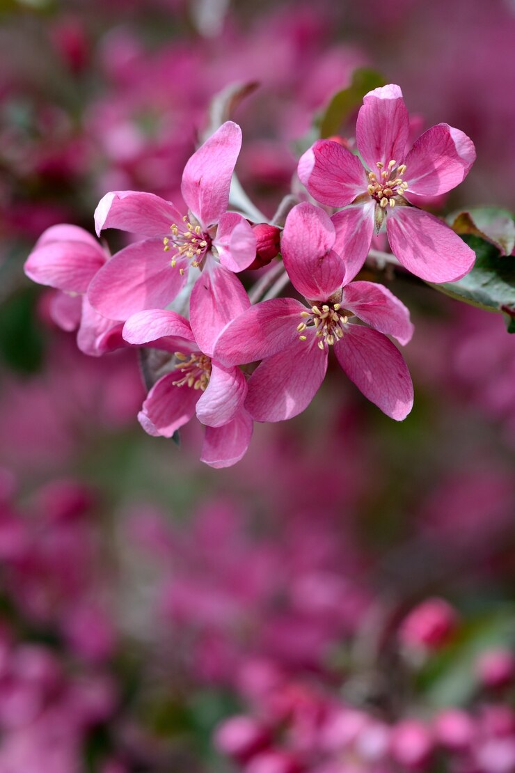 Gratis Foto &quot;heldere roze bloemen op tak&quot;