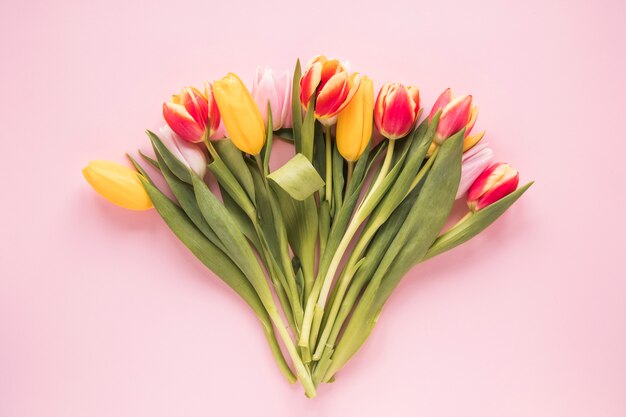 Heldere tulpenbloemen op roze lijst