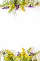 Gratis foto heldere wilde bloemen op wit