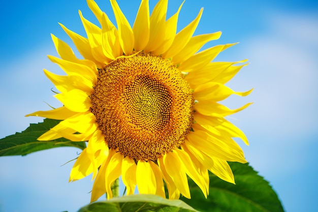 Gratis foto heldergele zonnebloem tegen een blauwe hemel met wolken