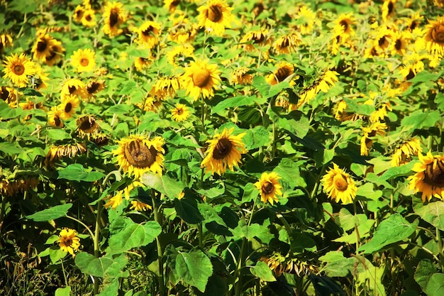 Helianthus annuus, de gewone zonnebloem. zonnebloem veld. natuur achtergrond