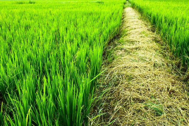 hemel groen uitzicht mooi landschap