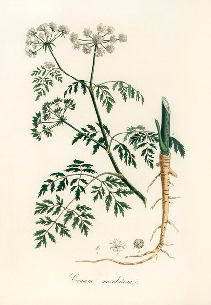 Hemlock (Conium maculatum) illustratie uit medische plantkunde (1836)