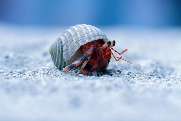 heremietkreeft wandelen op het witte zand Heremietkreeft close-up op zand