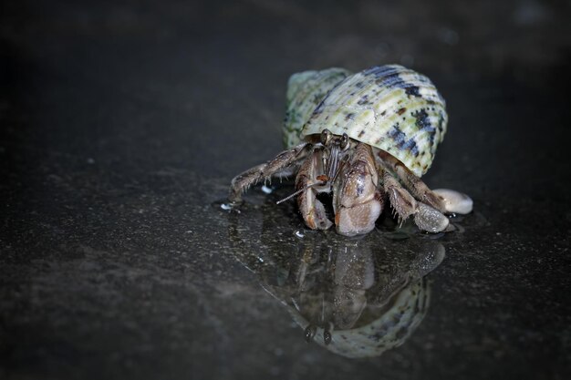 heremietkreeft wandelen op het witte zand Heremietkreeft close-up op zand