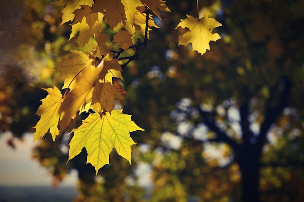 Herfst achtergrond Prachtige kleurrijke bladeren in de natuur met de zon Seizoensconcept buiten in herfst park