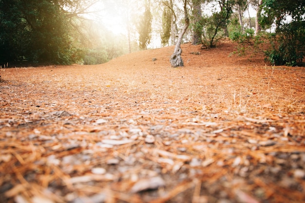 Gratis foto herfst bladeren in bos