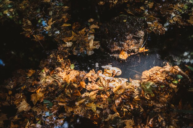 Herfst bladeren op de grond in het bos