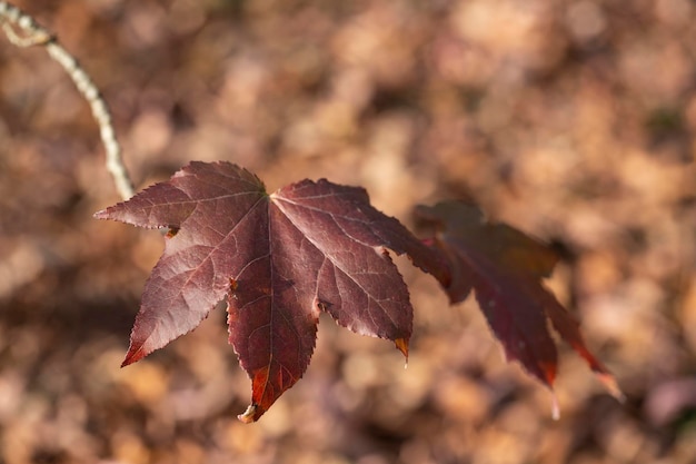 Herfst eenzaam bordeaux esdoornblad op een tak late herfst