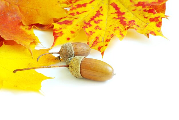 Herfst esdoorn bladeren geïsoleerd op een witte Premium Foto