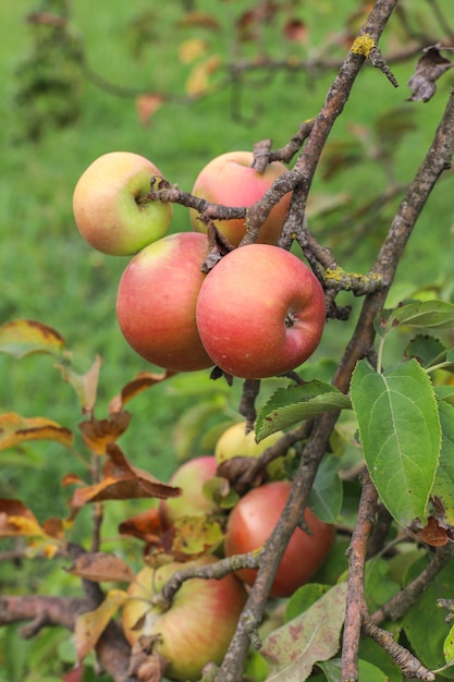 Gratis foto herfst fruit opknoping op een boomtak in de tuin.