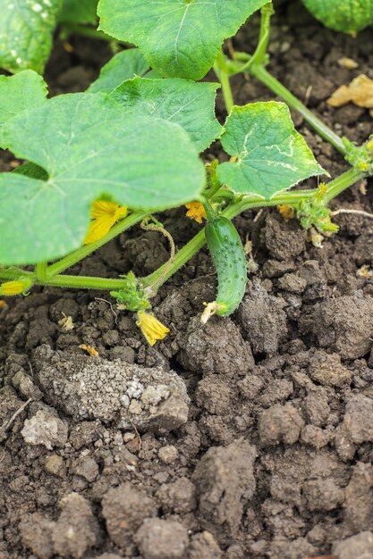 Herfst fruit opknoping op een boomtak in de tuin.