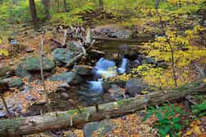 Gratis foto herfst kreek close-up met gele esdoorns en gebladerte op rotsen in bos met boomtakken.