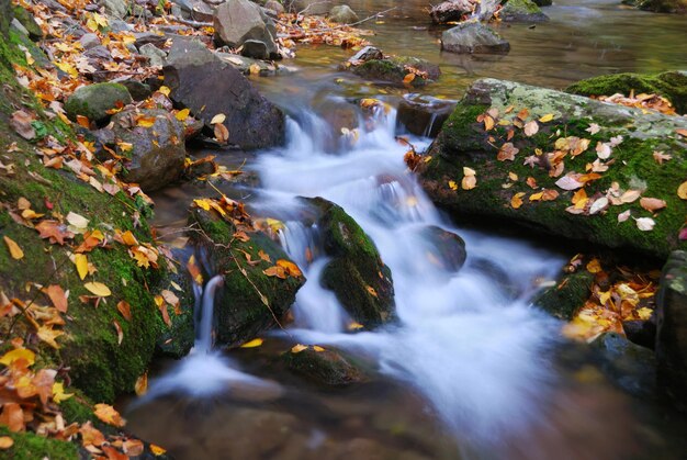 herfst kreek