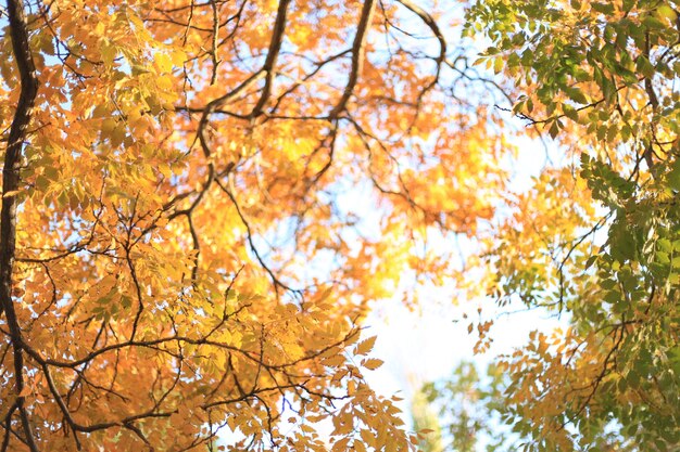 herfstbladeren