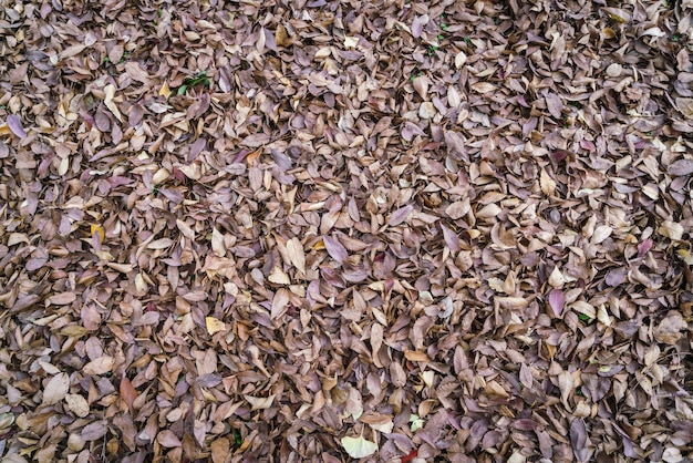 Gratis foto herfstbladeren