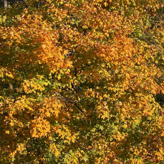 Herfstkleuren, herfstbladeren, geel met groen mix