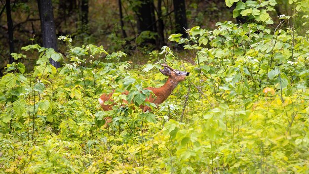 Herten met kleine hoorns en oranje vacht in weelderig groen in een bos in Moldavië