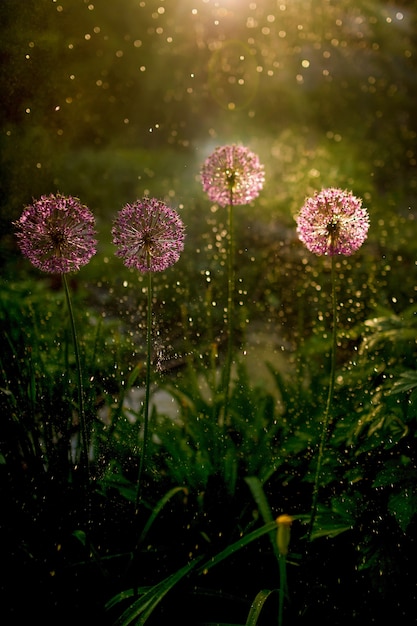 Het avondlicht schijnt over groen gras en veldbloemen