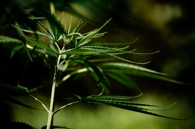 Gratis foto het bladclose-up van de cannabismarihuana