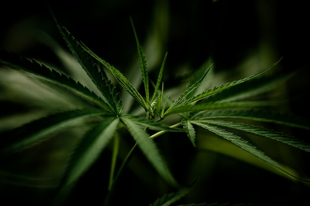 Gratis foto het bladclose-up van de cannabismarihuana