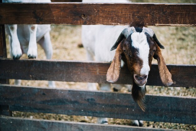 Het close-up van een geit gluurt uit van houten omheining op de boerderij