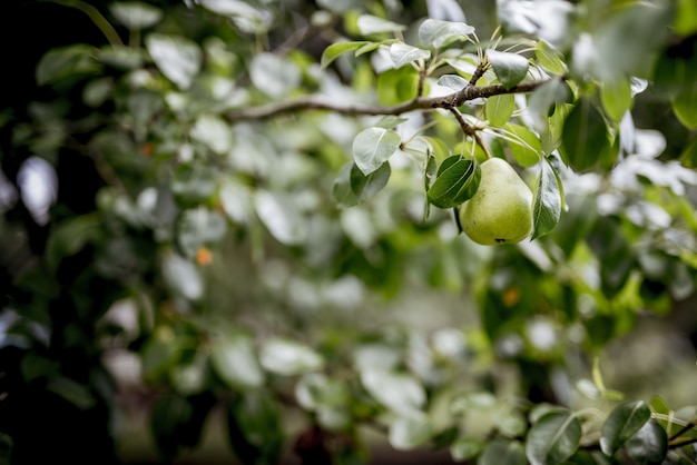 Gratis foto het close-upschot van een groene peer maakte aan een tak met een vage achtergrond vast