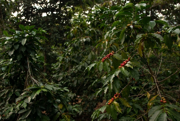 Het gebied met koffiebonen op de boom vertakt zich onder zonlicht met een onscherpe muur in Guatemala