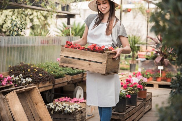 Het glimlachen het vrouwelijke krat van de tuinmanholding van rode begoniabloemen in serre
