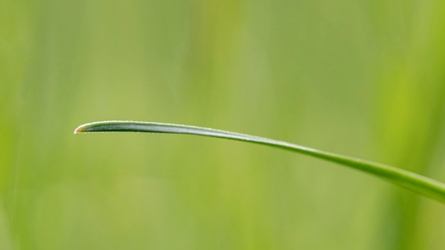 Het gras van de close-up