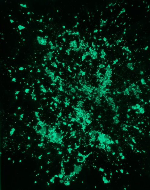 Het groene holi kleurenpoeder ploetert op zwarte achtergrond